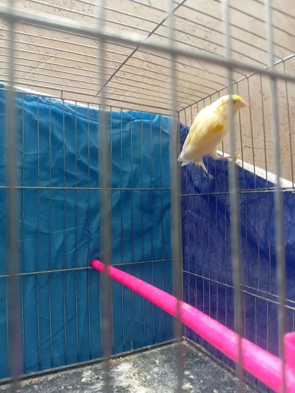 قناری نر|پرنده|نیشابور, دارایی|دیوار