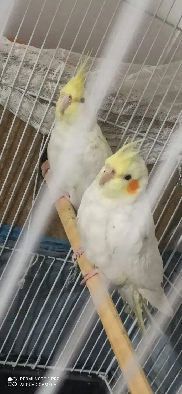 چهار عدد عروس هلندی|پرنده|شاهین دژ, |دیوار