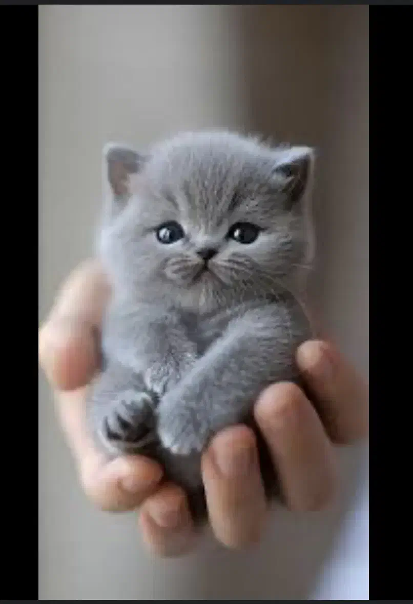 مهد گربه های اسکاتیش بریتیش واقعی|گربه|تهران, آسمان|دیوار