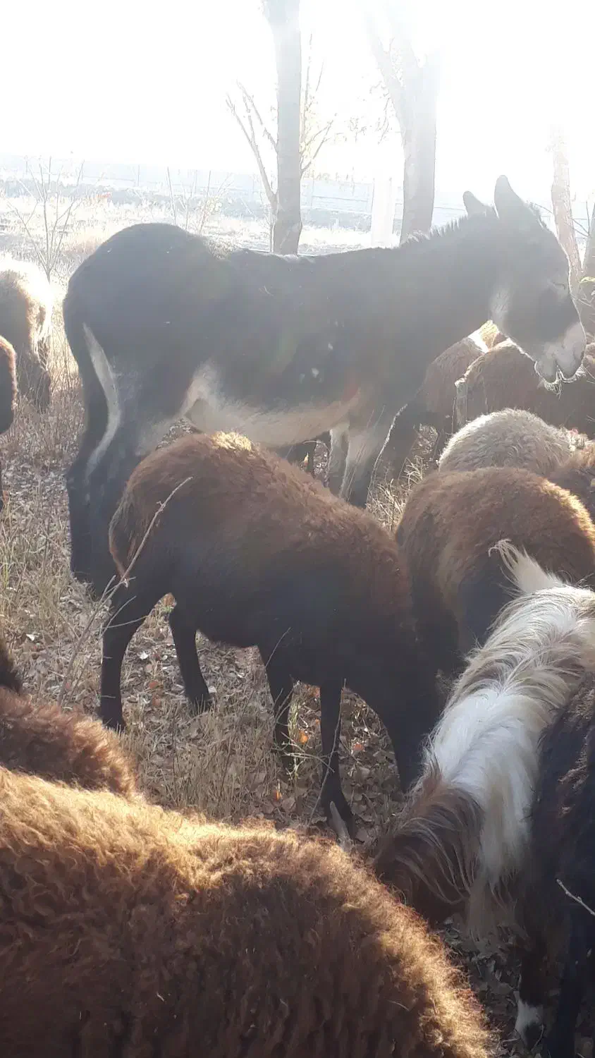 اولاغ نر|حیوانات مزرعه|مرند, |دیوار