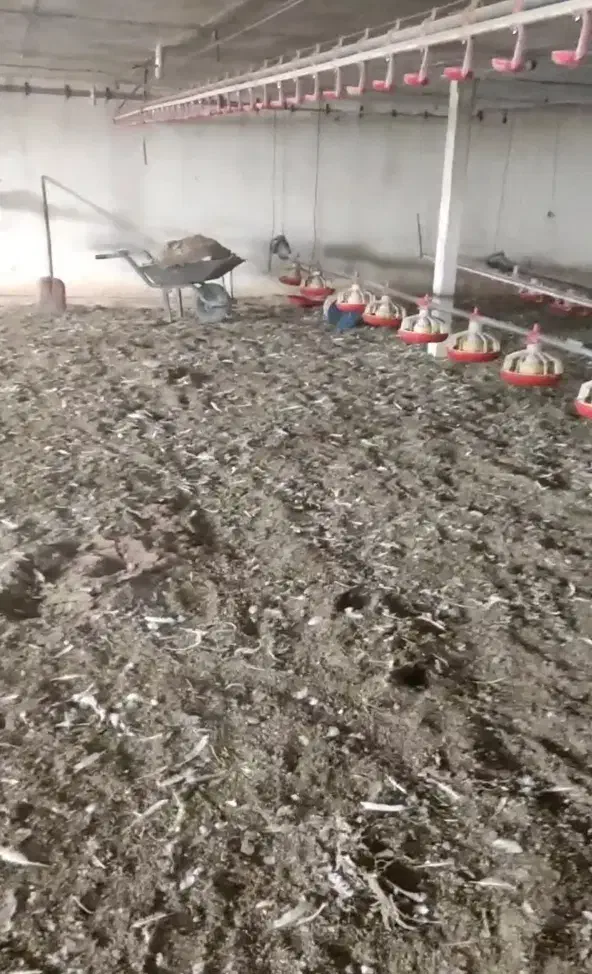 کود گوشتی مرغی سالنی|خدمات باغبانی و درختکاری|ایرانشهر, |دیوار