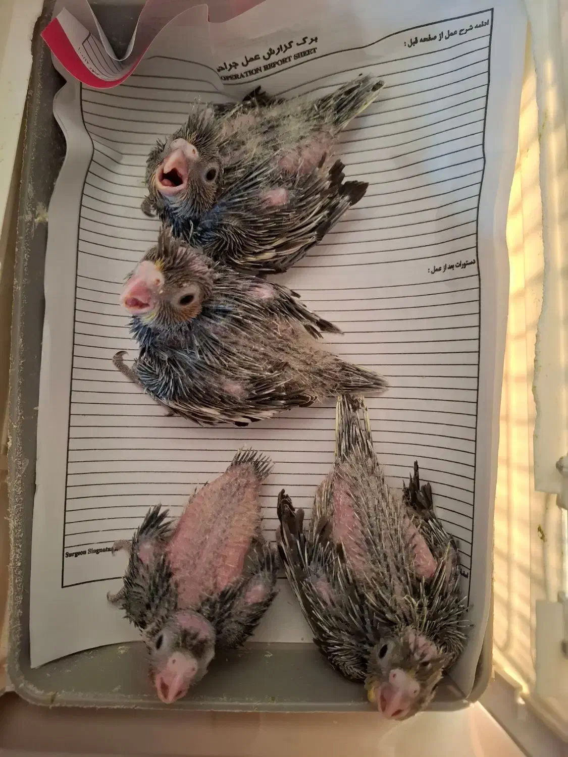 عروس هلندی|پرنده|صحنه, |دیوار