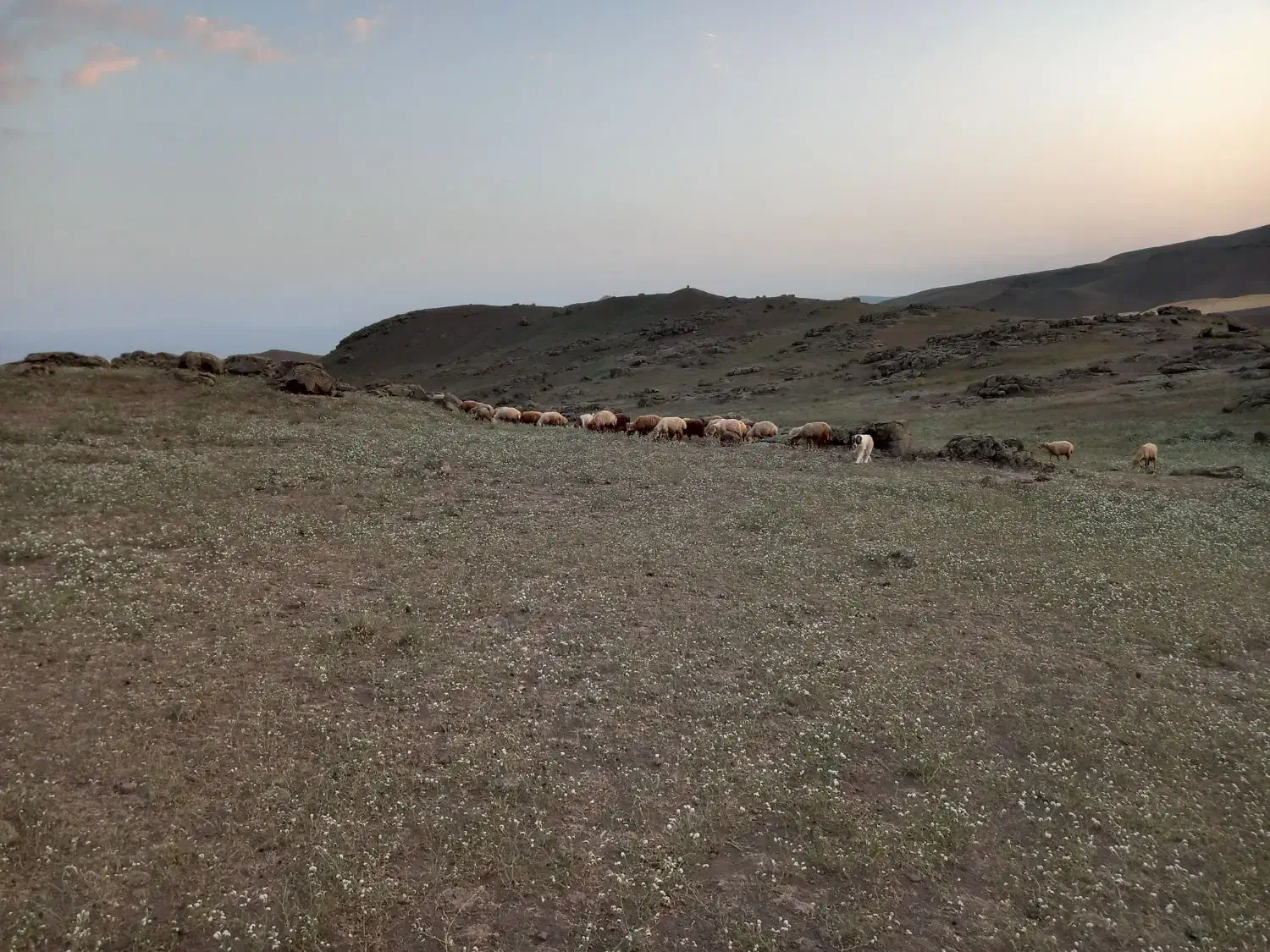 یونجه و علف|لوازم جانبی حیوانات|مشگین شهر, |دیوار