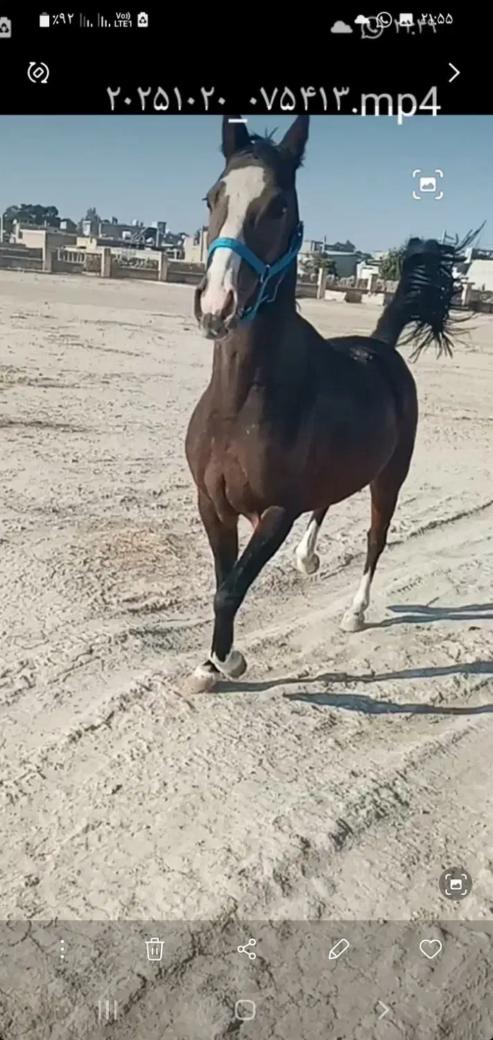 فروش اسب سر ودم گیر با اصالت شجره دار|اسب و تجهیزات اسبسواری|مرودشت, تخت جمشید|دیوار