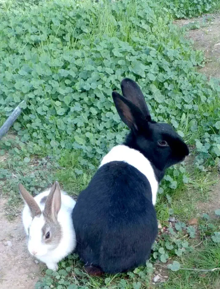 خرگوش نروماده همراه باقفس نو|موش و خرگوش|دهلران, |دیوار