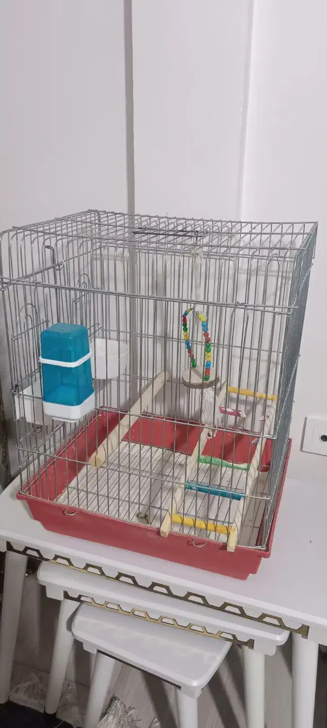 قفس عروس هلندی|لوازم جانبی حیوانات|نسیم‌شهر, |دیوار