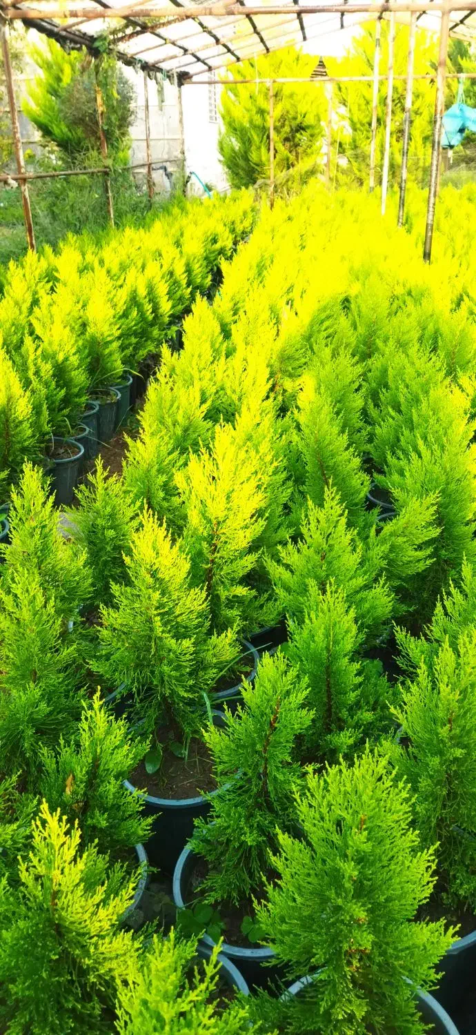 فروش لاوسون گلدان ۱۰ و ۷|گل و گیاه طبیعی|چالوس, |دیوار