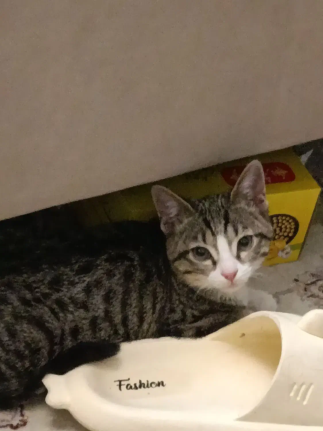 واگذاری گربه dsh|گربه|تهران, قیطریه|دیوار