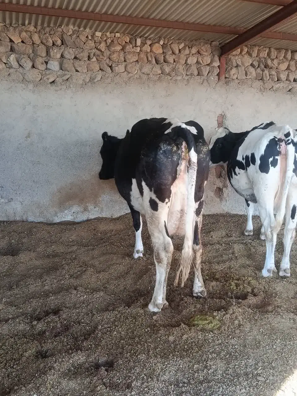 گاو|حیوانات مزرعه|چگنی, |دیوار