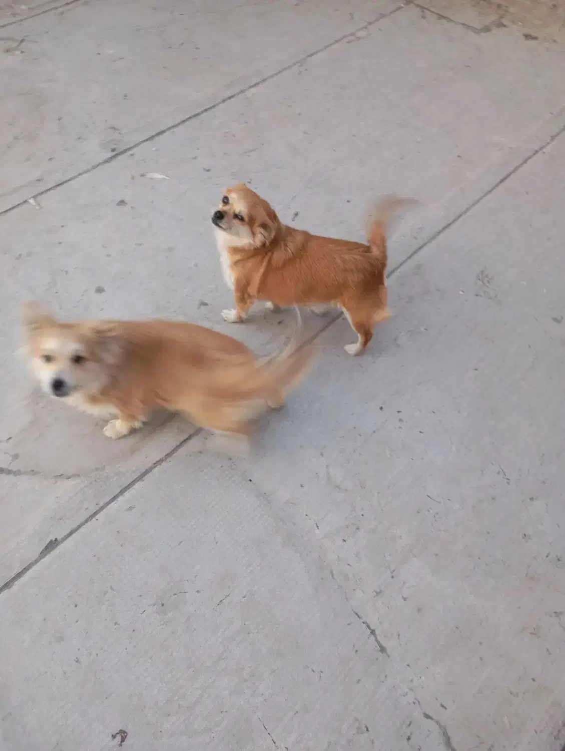 دوتا سگ|سگ|الوند, |دیوار