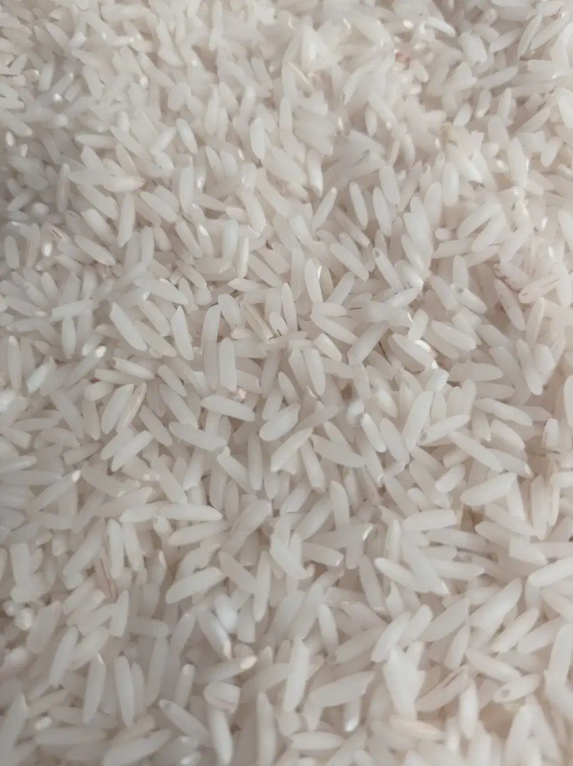 برنج طارم درجه ۱ مستقیم از کشاورز|خوردنی و آشامیدنی|لاهیجان, طالقانی|دیوار