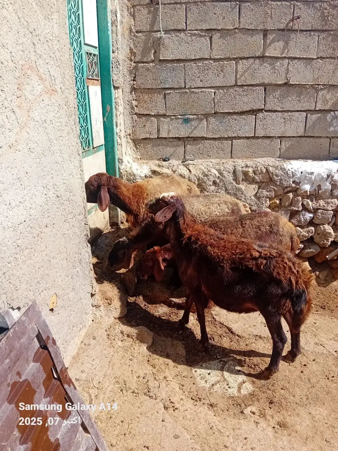 ۴عددگوسفند جوان سرحال بوغاز برای نگه داشتن|حیوانات مزرعه|اردبیل, |دیوار