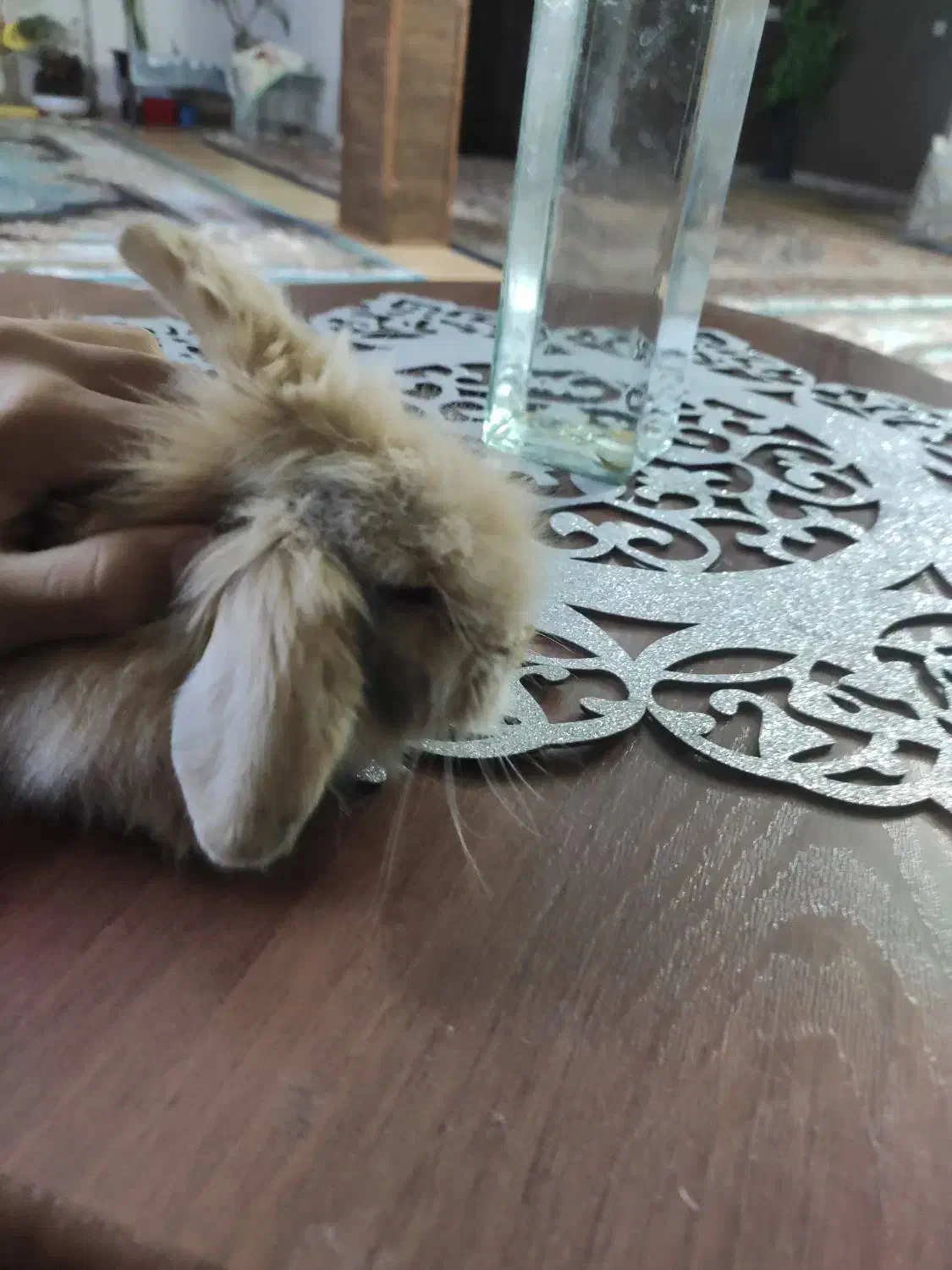 خرگوش مینیاتوری|موش و خرگوش|مشهد, تربیت (صدف)|دیوار