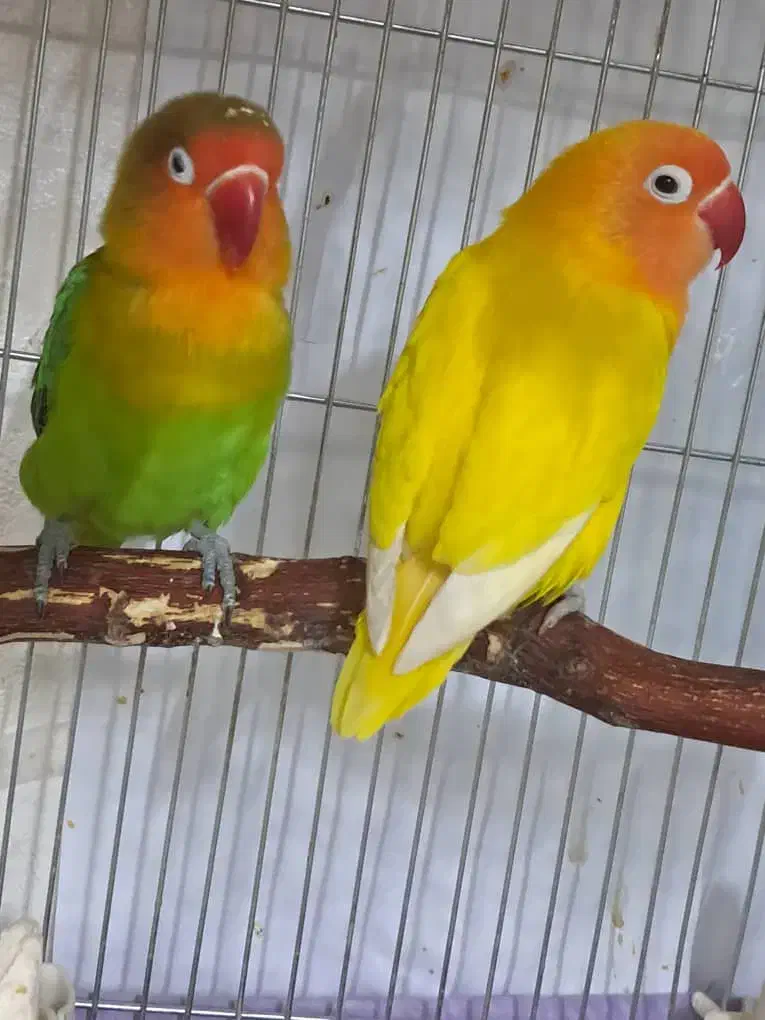 طوطی برزیلی مولد|پرنده|اصفهان, ملک‌شهر|دیوار