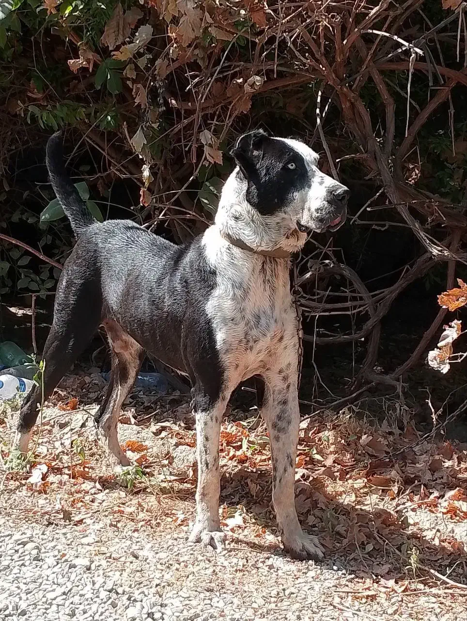 سگ آلابای سرابی عراقی|سگ|وحیدیه, |دیوار