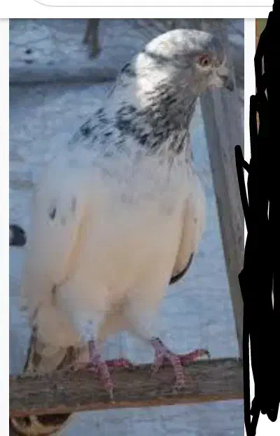 فروس چند عدد کبوتر|پرنده|بروجن, |دیوار