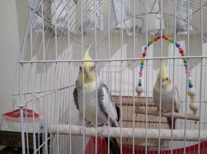 عروس هلندی جفت|پرنده|محمدشهر, محمدشهر|دیوار