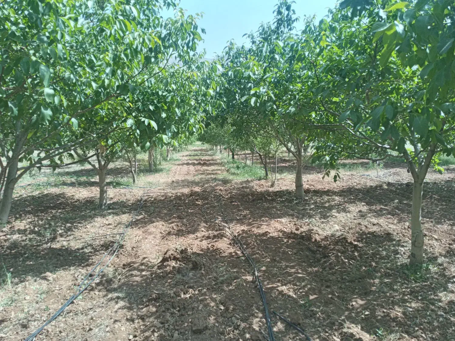 ۱۰۰۰مترباغ بااب|فروش زمین و ملک کلنگی|بوئین و میاندشت, |دیوار