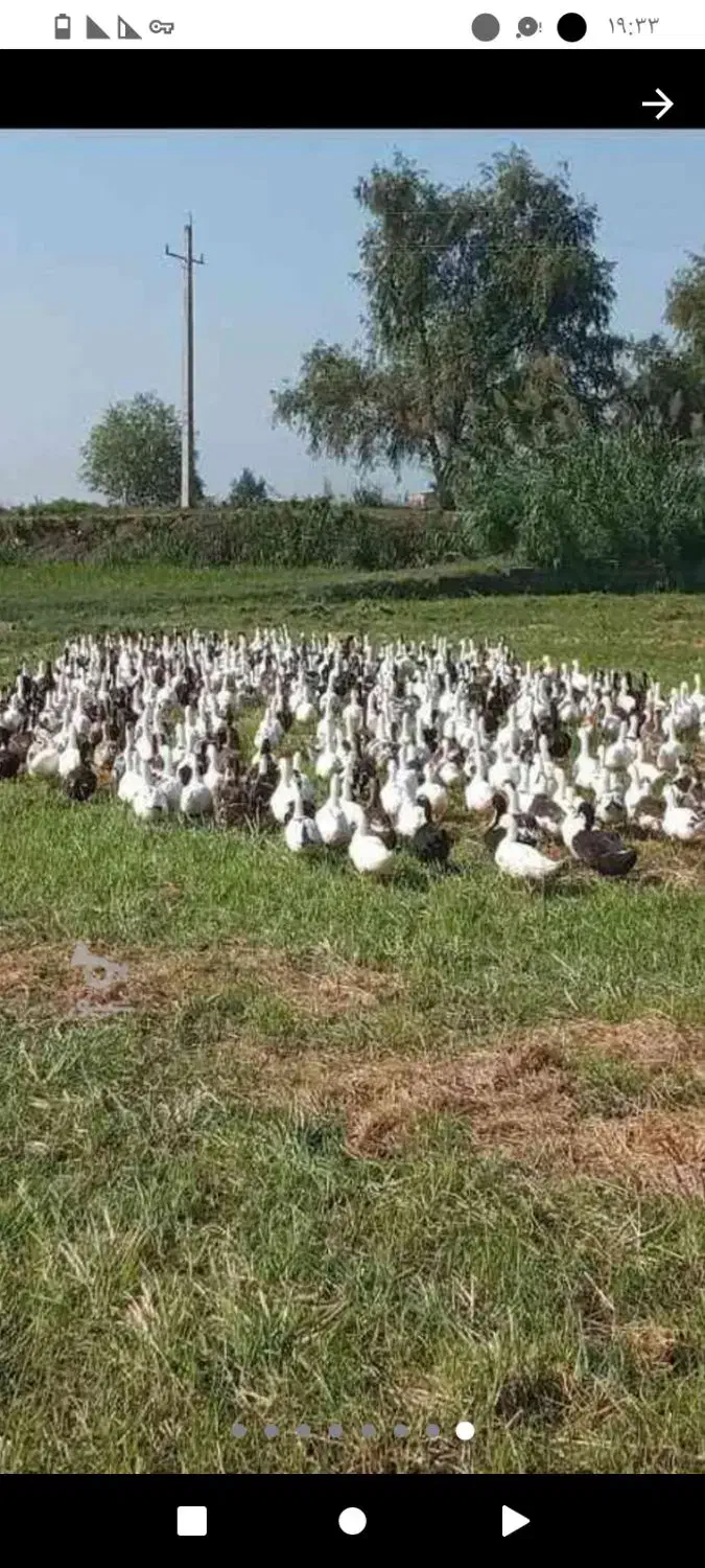 اردک مگ مگی شالیزار|حیوانات مزرعه|قائم‌شهر, |دیوار