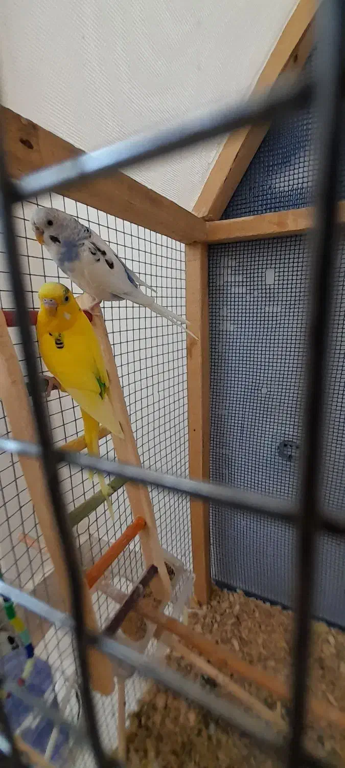 مرغ عشق|پرنده|ایلام, |دیوار