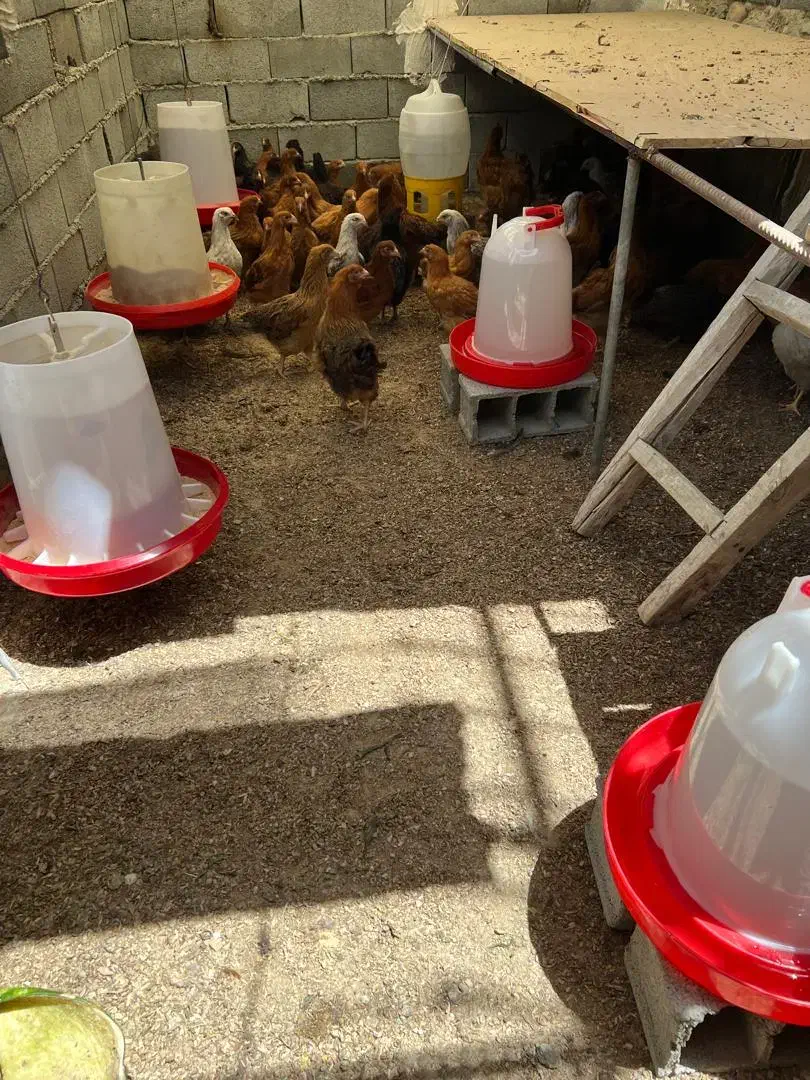 تخم مرغ محلی ،تولید روز|خوردنی و آشامیدنی|تهران, ایران|دیوار