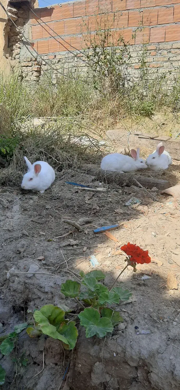 خرگوش سفید چشم قرمز|موش و خرگوش|بهشهر, |دیوار