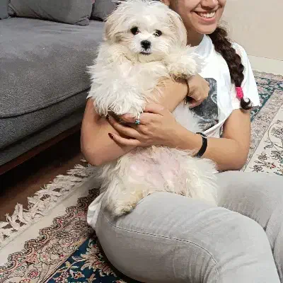 سگ شیتزو پودل عروسکی نر|سگ|تهران, کرمان|دیوار