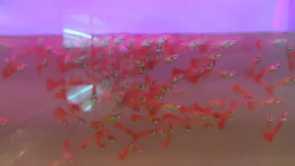 گوپی فول رد جوان|ماهی|تهران, امیر بهادر|دیوار