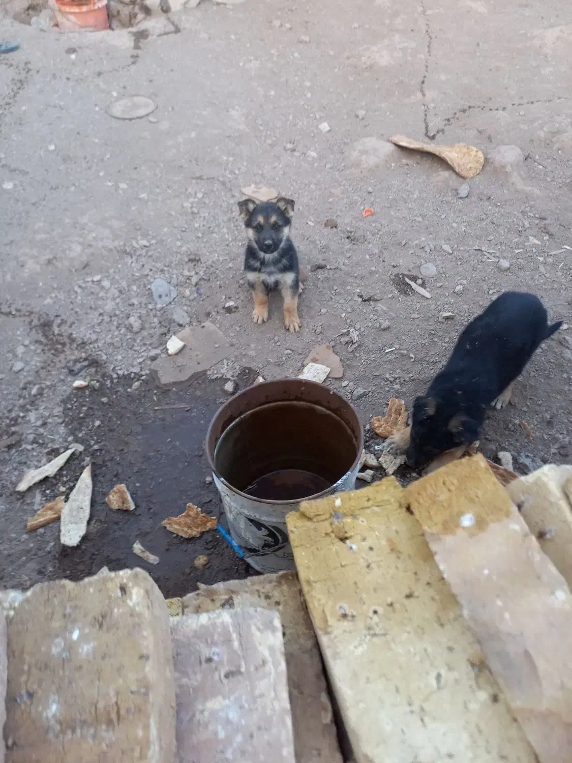 توله ژرمن شپرد|سگ|زنجان, |دیوار