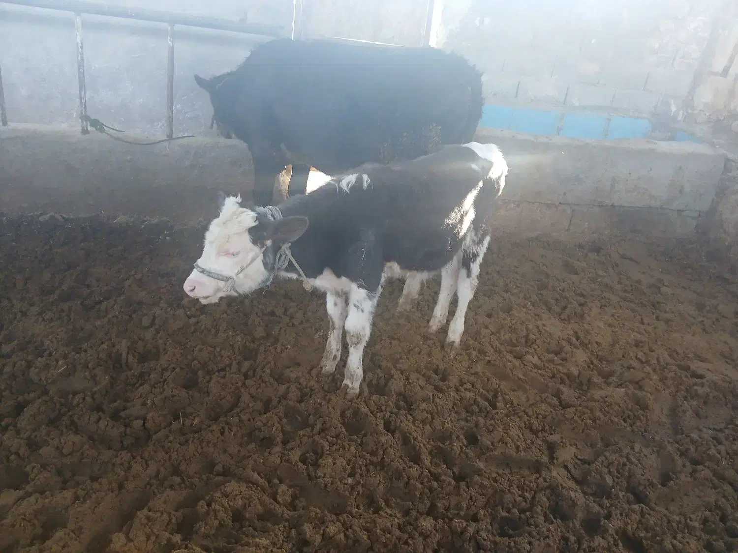 گوساله نر سمینتال|حیوانات مزرعه|اهواز, زیتون کارمندی|دیوار