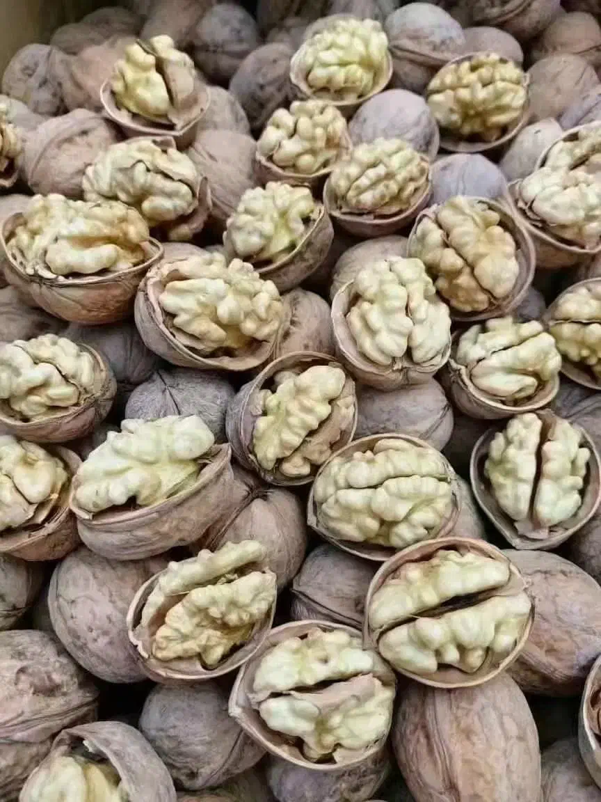 گردو|عمده‌فروشی|شیراز, شهرک مدرس|دیوار