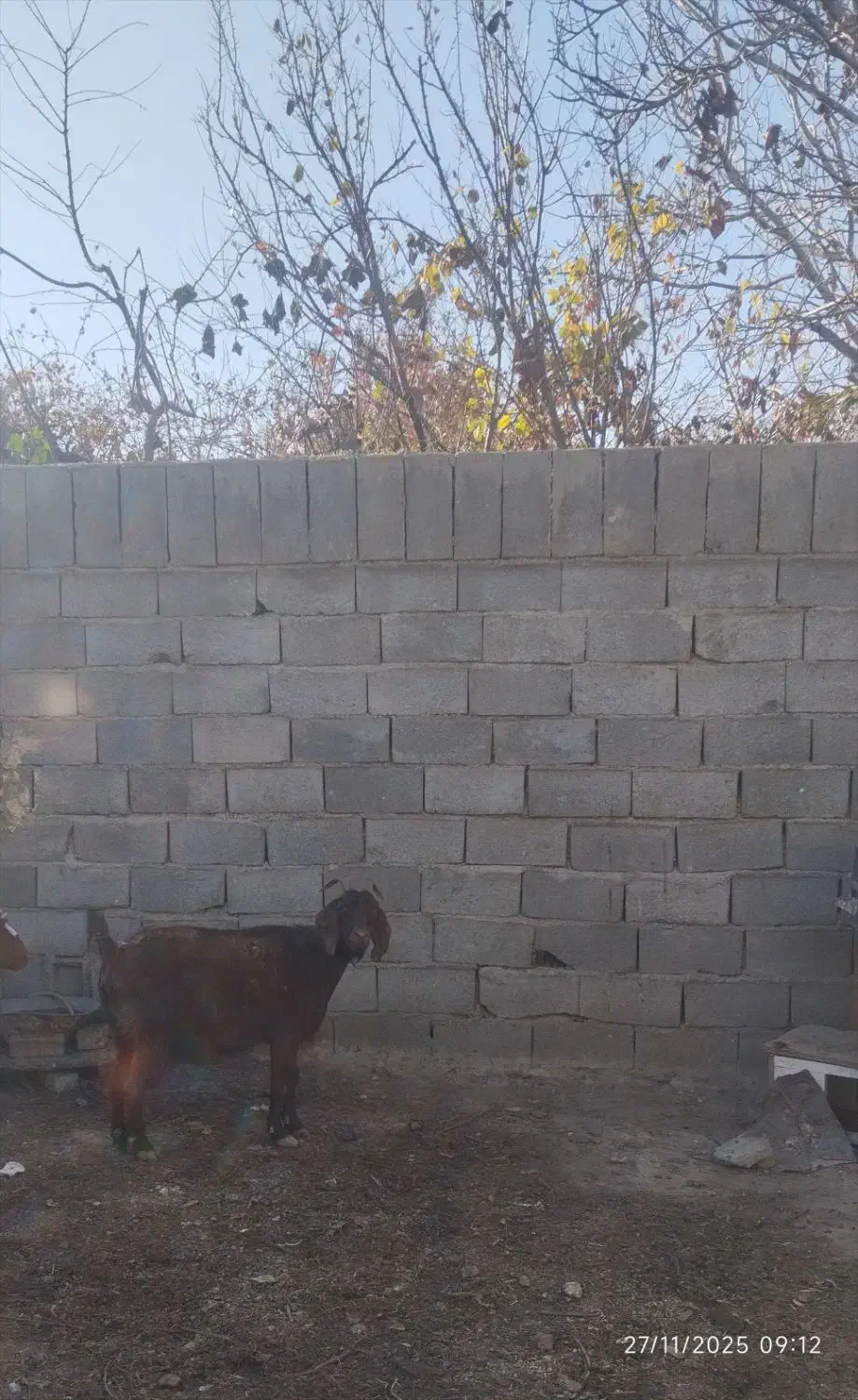 بره وبز|حیوانات مزرعه|چناران, |دیوار