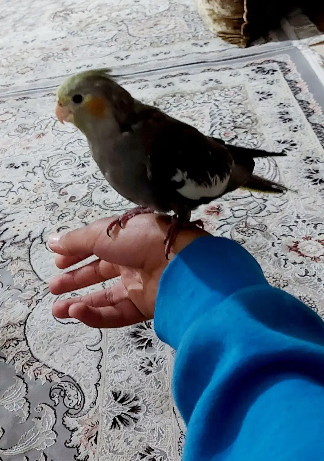 عروس هلندی|پرنده|شیراز, گویم|دیوار