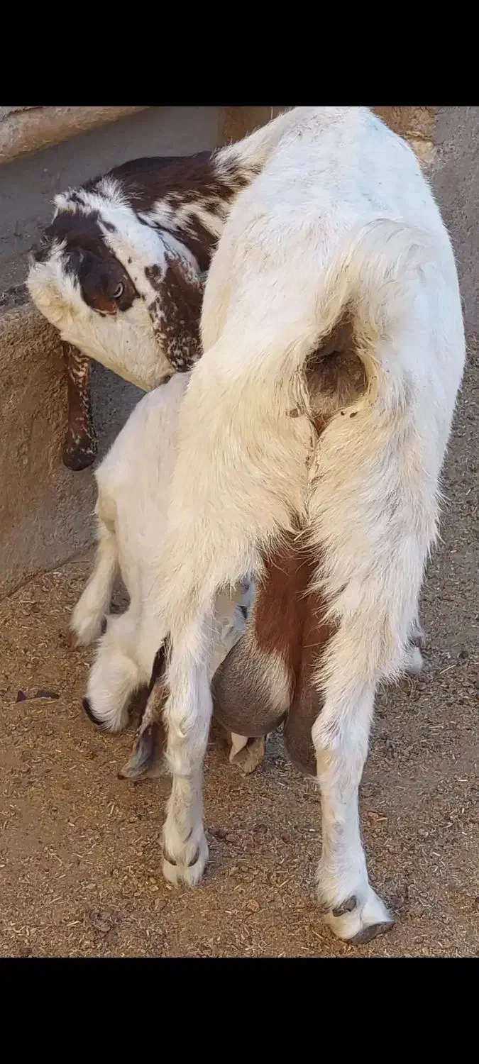 بز زایده شیرا|حیوانات مزرعه|مشهد, حرم مطهر رضوی|دیوار