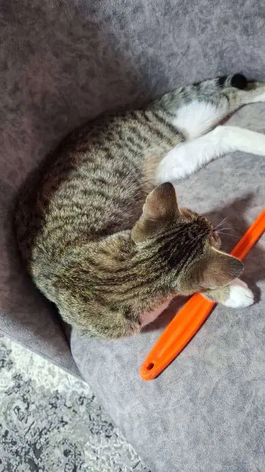 واگذاری رایگان گربه|گربه|نوشهر, |دیوار