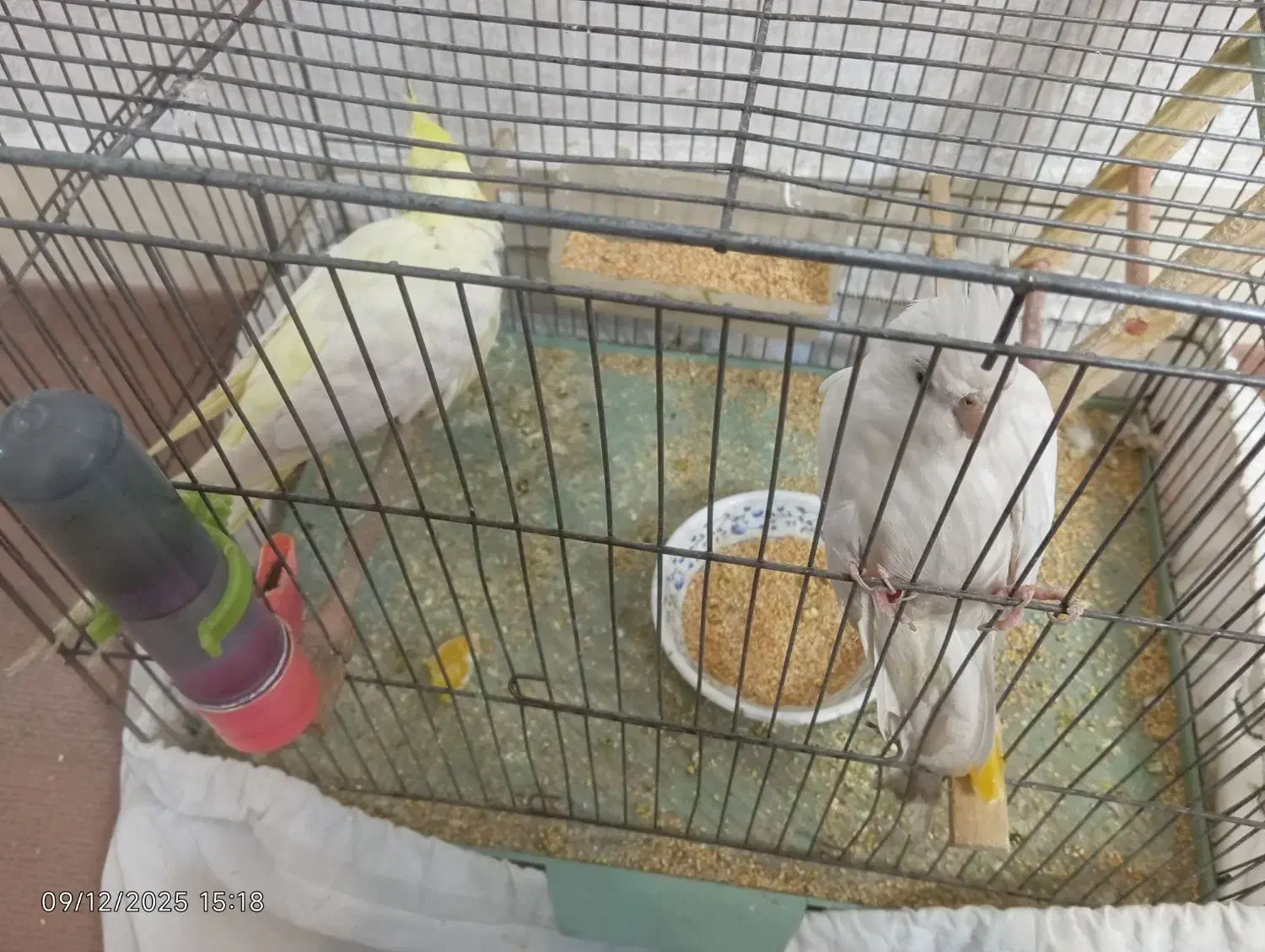 عروس هلندی|پرنده|سراب, |دیوار