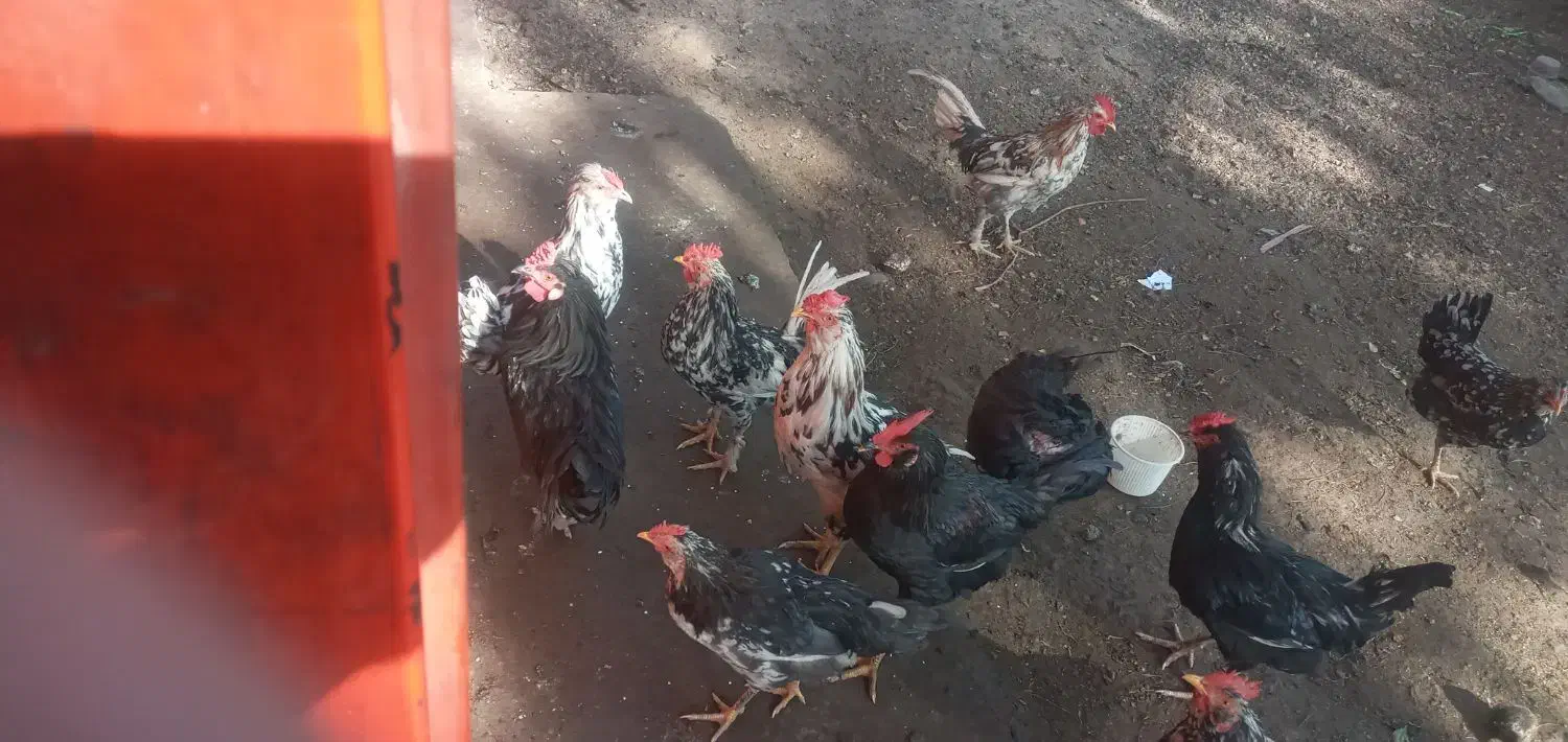 خروس گلین جوان همه جوجه امسال|حیوانات مزرعه|شاهینشهر, خانه کارگر|دیوار