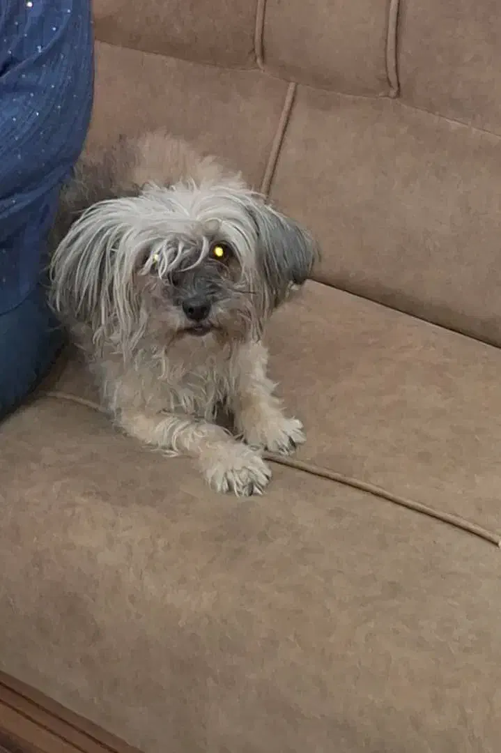 سگ پا کوتاه گم شده|حیوانات|محمدشهر, محمدشهر|دیوار