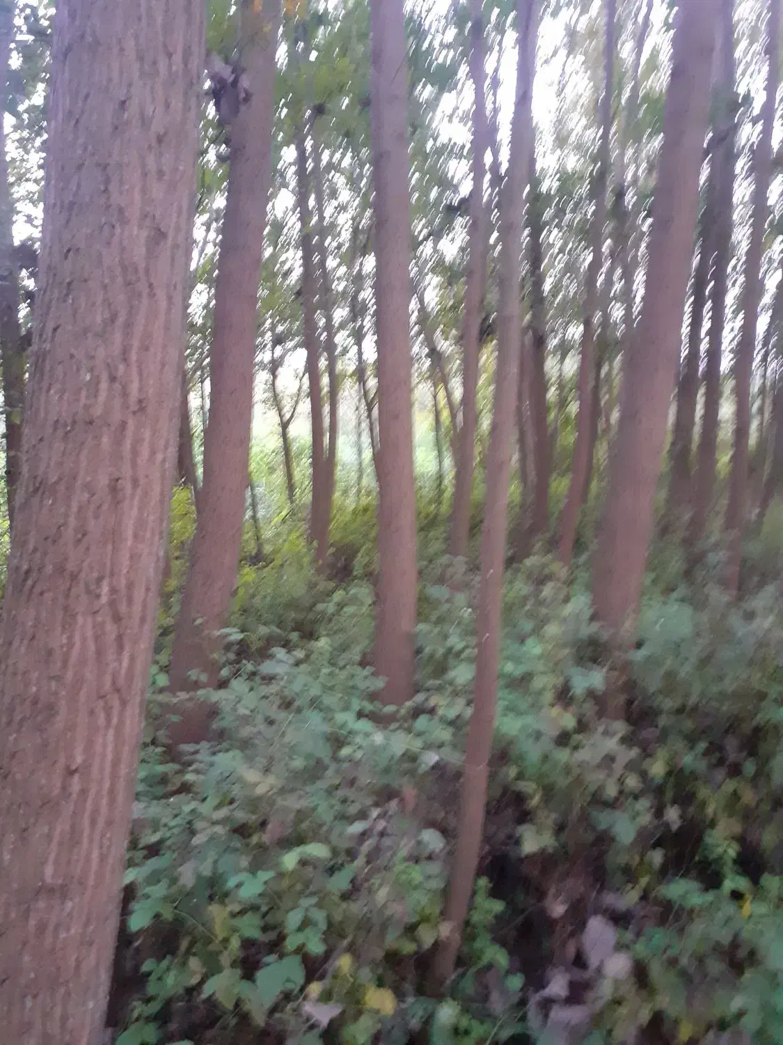 فروش عمده درخت صنوبر (تبریزی)|گل و گیاه طبیعی|لنگرود, |دیوار