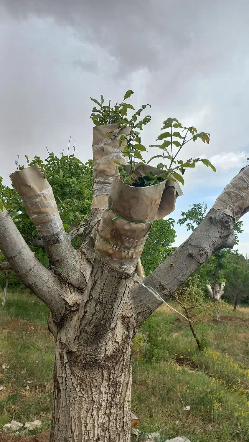 پیوند گردو|خدمات باغبانی و درختکاری|محمدیه-قزوین, |دیوار