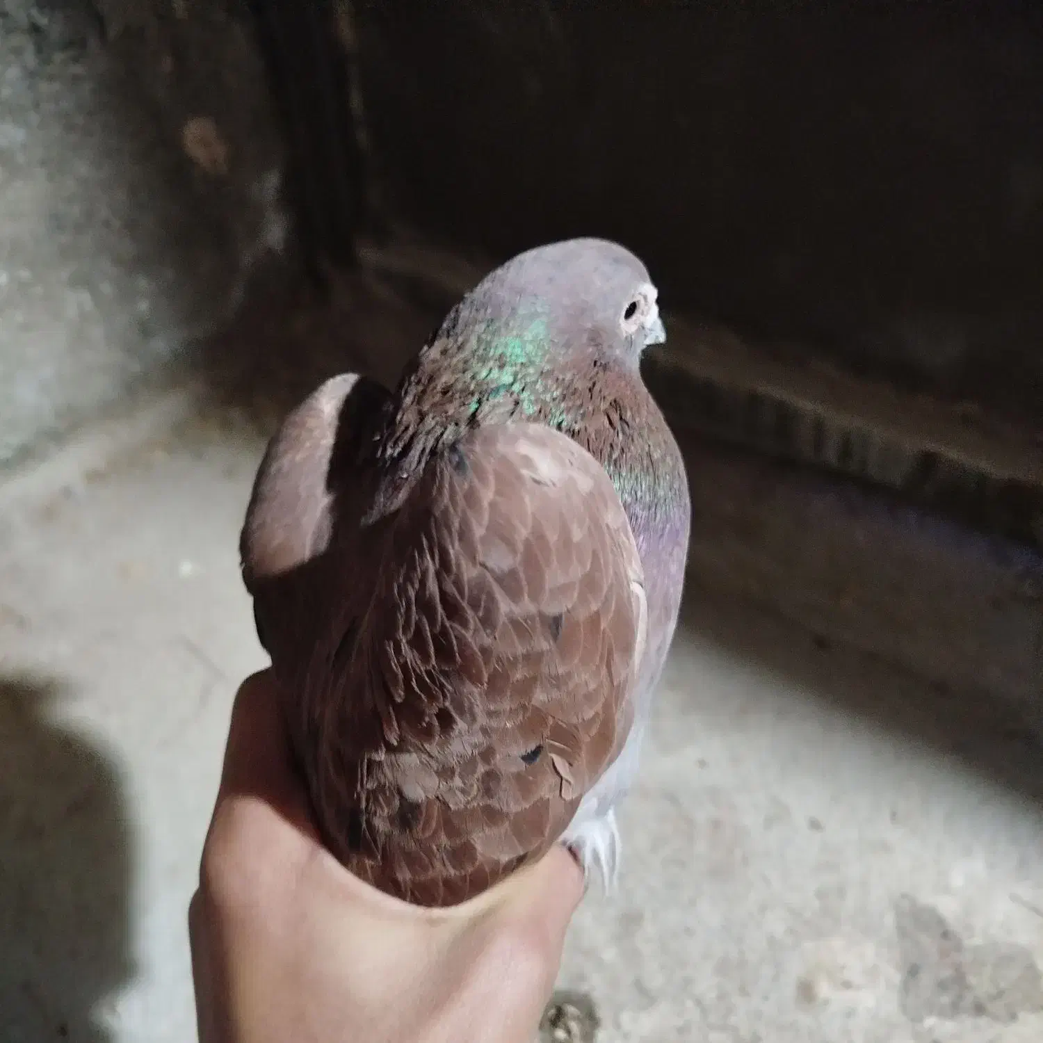 کبوتر پرشی|پرنده|شیروان (خراسان), |دیوار