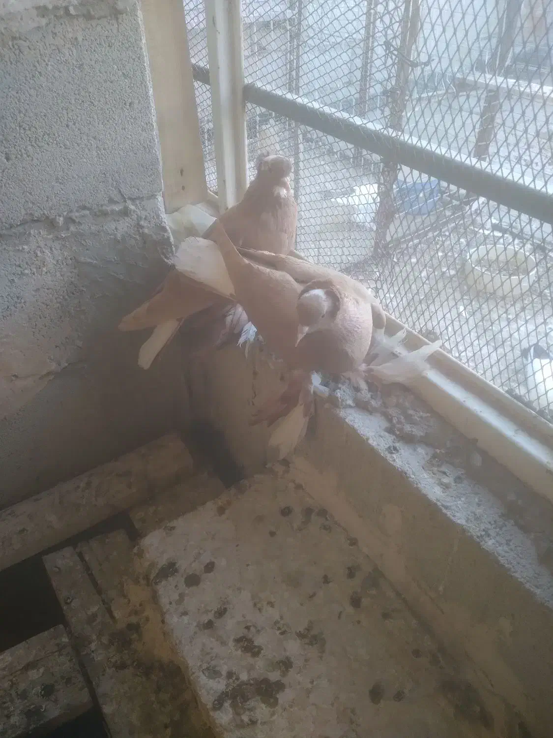 ساری  آغ قویروخ|پرنده|باسمنج, |دیوار