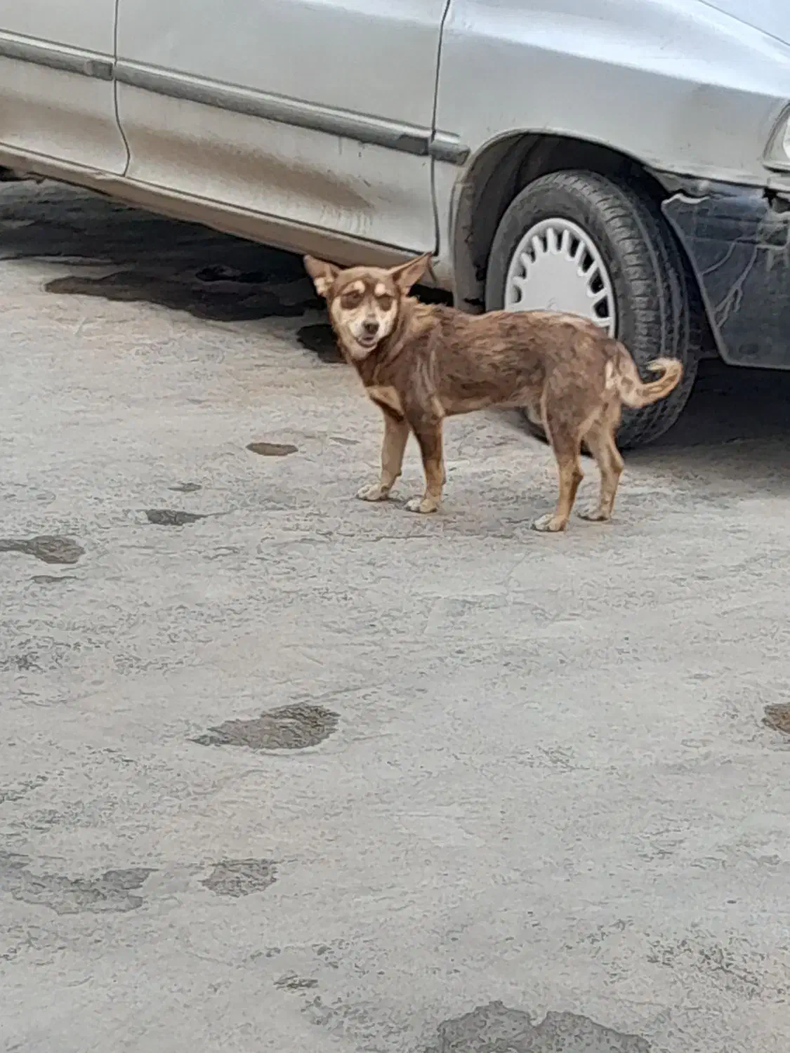 پاکوتاه نر|حیوانات|فاضل آباد, |دیوار