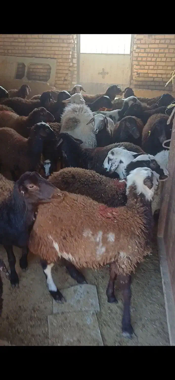 ۴۰ راس کاور و کاور بره تخمی|حیوانات مزرعه|تربت‌حیدریه, حاجی یار‎|دیوار