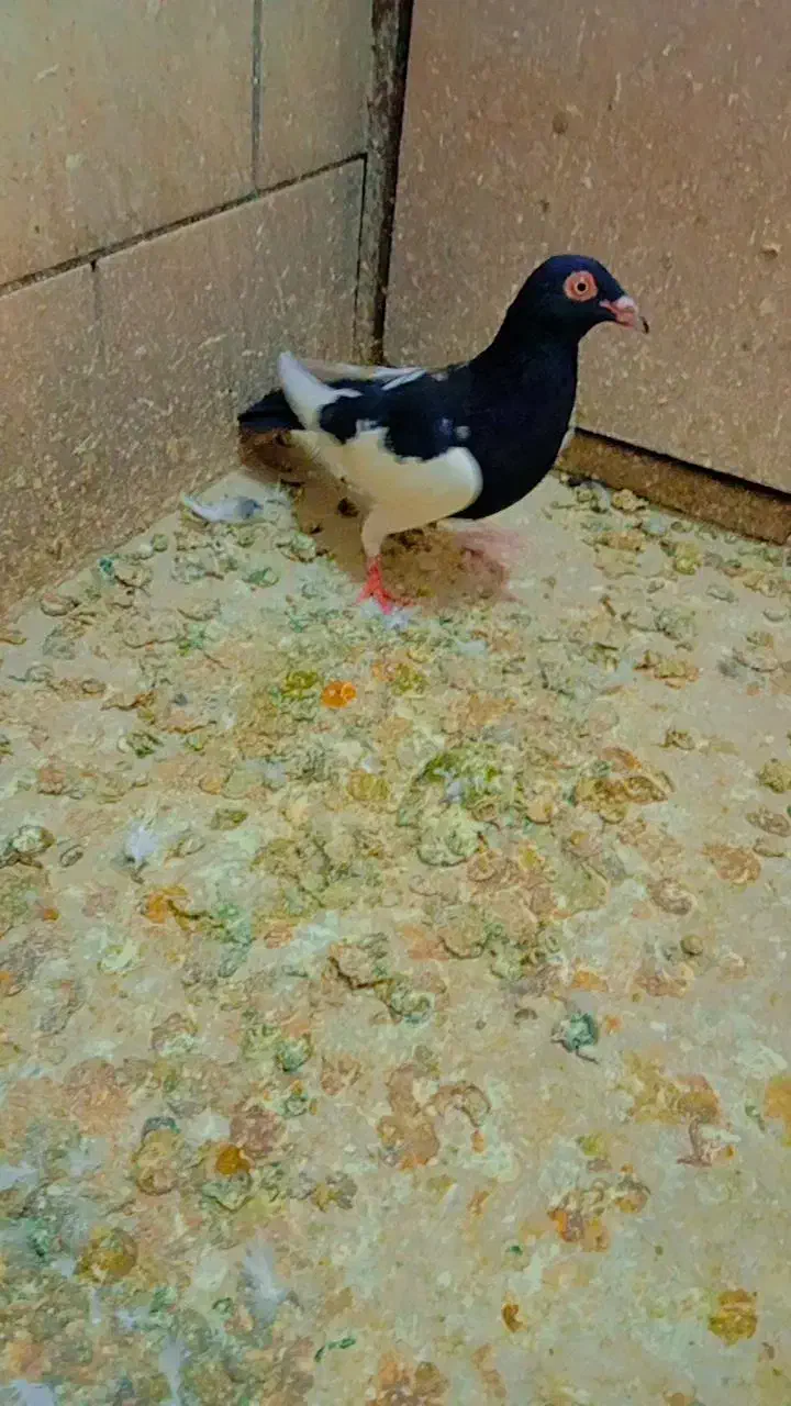 کفتر|پرنده|تربت‌حیدریه, ده پائین|دیوار