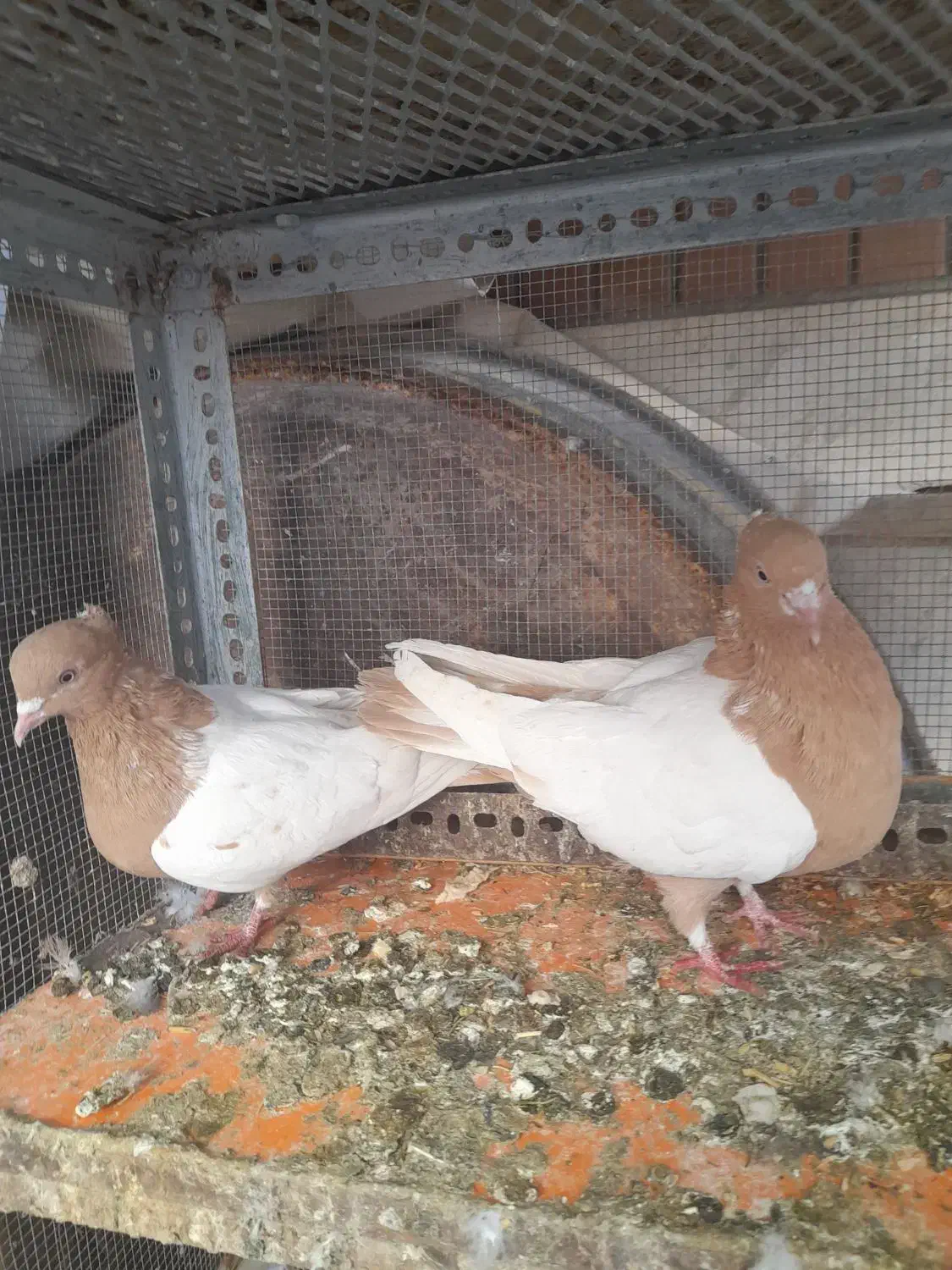 کبوتر|پرنده|شیراز, کوشک میدان|دیوار