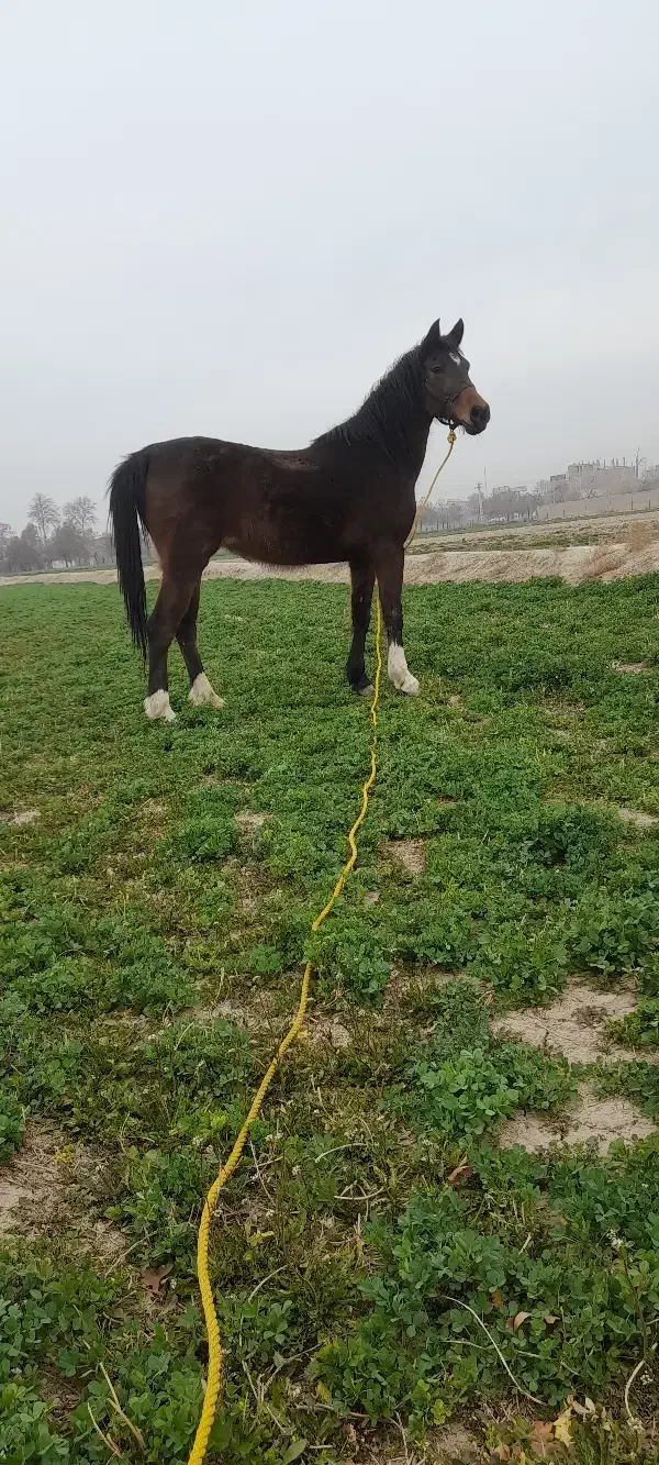 مادیون کرد شکم خالی آماده کشش|اسب و تجهیزات اسب‌سواری|جوادآباد, |دیوار