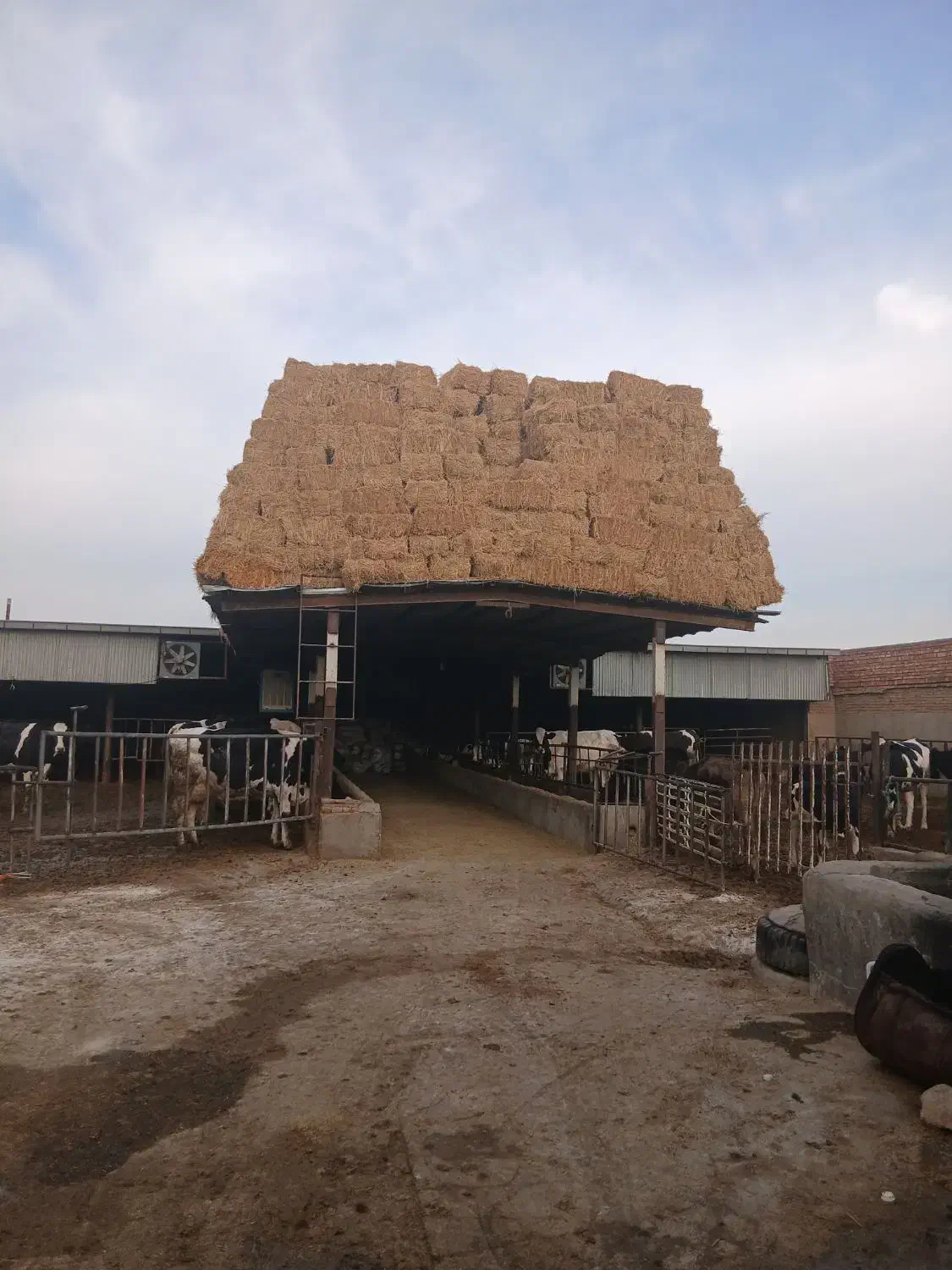 گاو آبستن شکم دوم|حیوانات مزرعه|خسروشاه, |دیوار