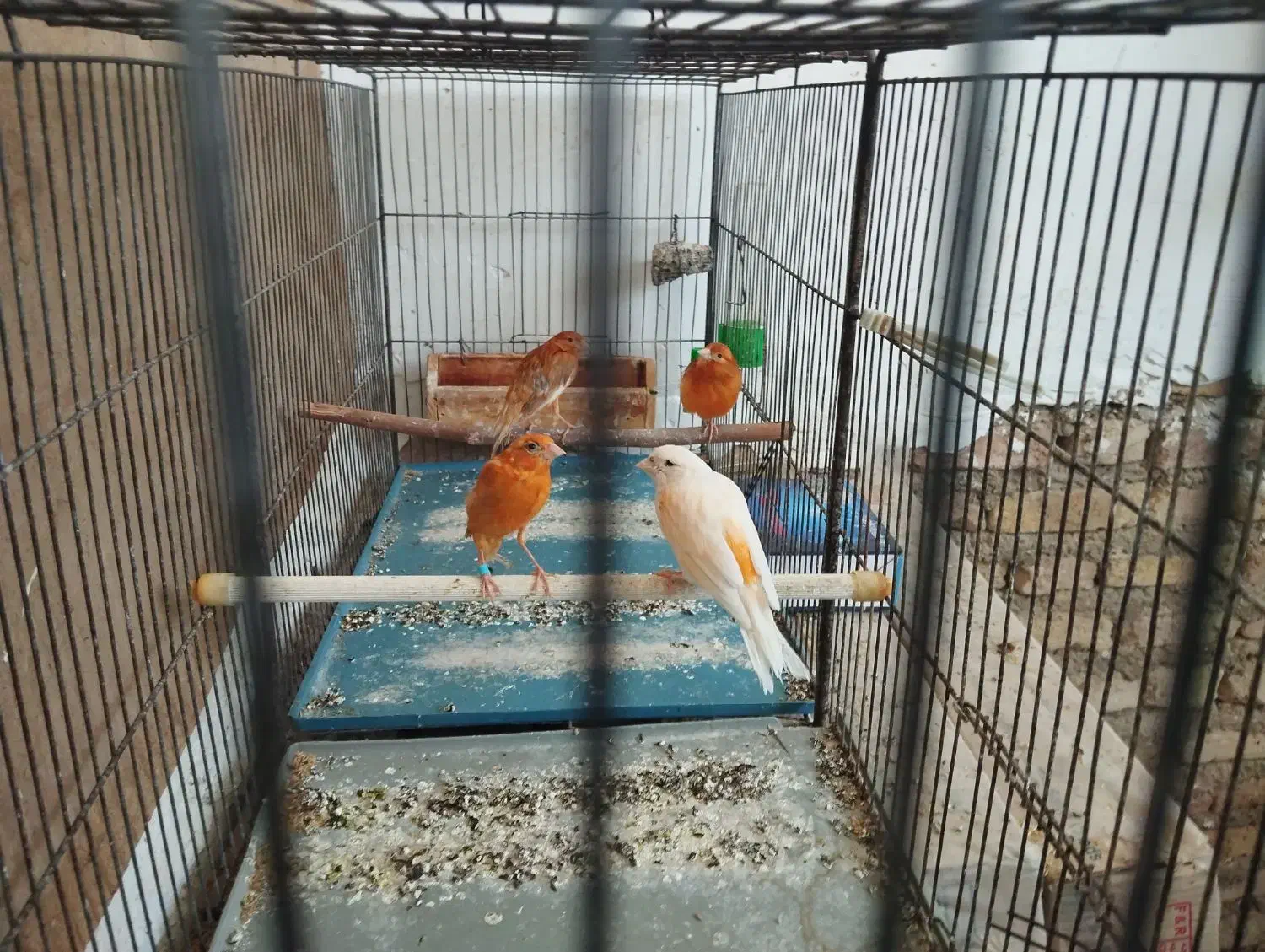 قناری جفت خوره سهره|پرنده|فسا, |دیوار