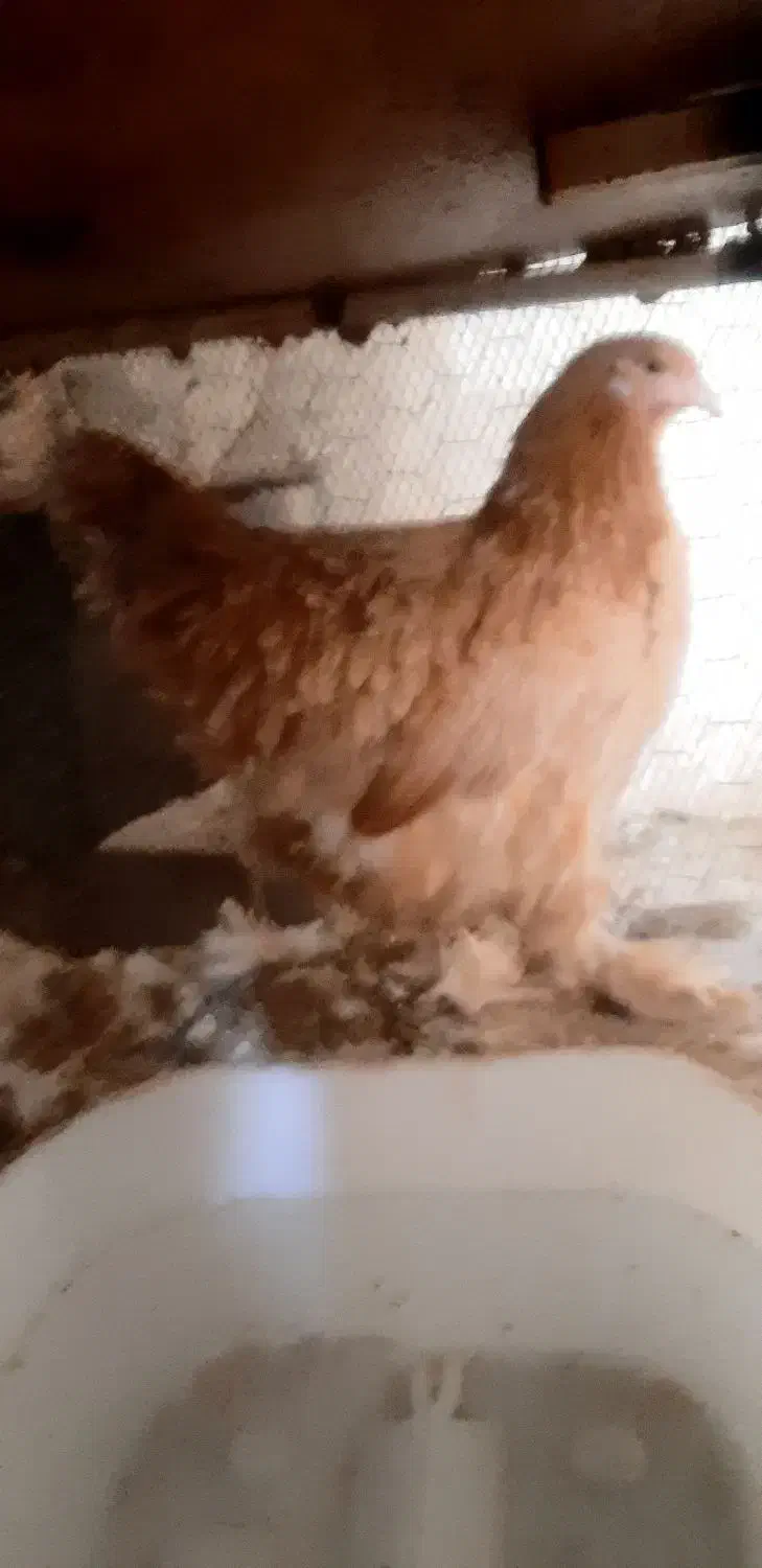 مرغ وخروس برهما|حیوانات مزرعه|بهبهان, |دیوار